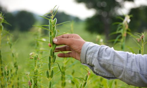 Male hand holding sesame plant against the background of a sesame field